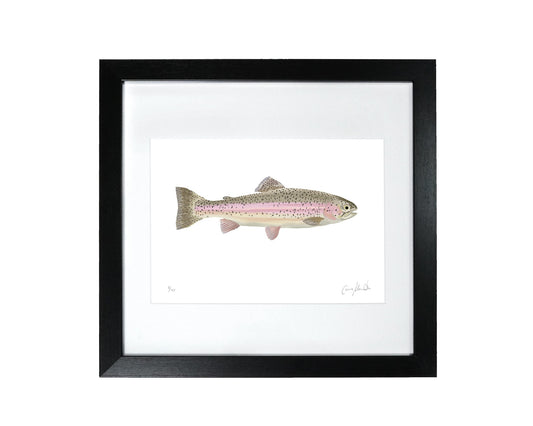 Rainbow Trout with subtle pink shades