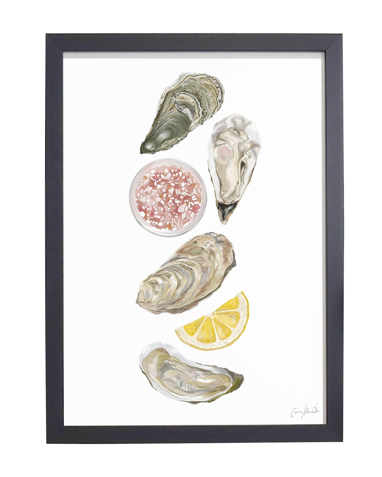 Oyster | Large Scale Print | A3
