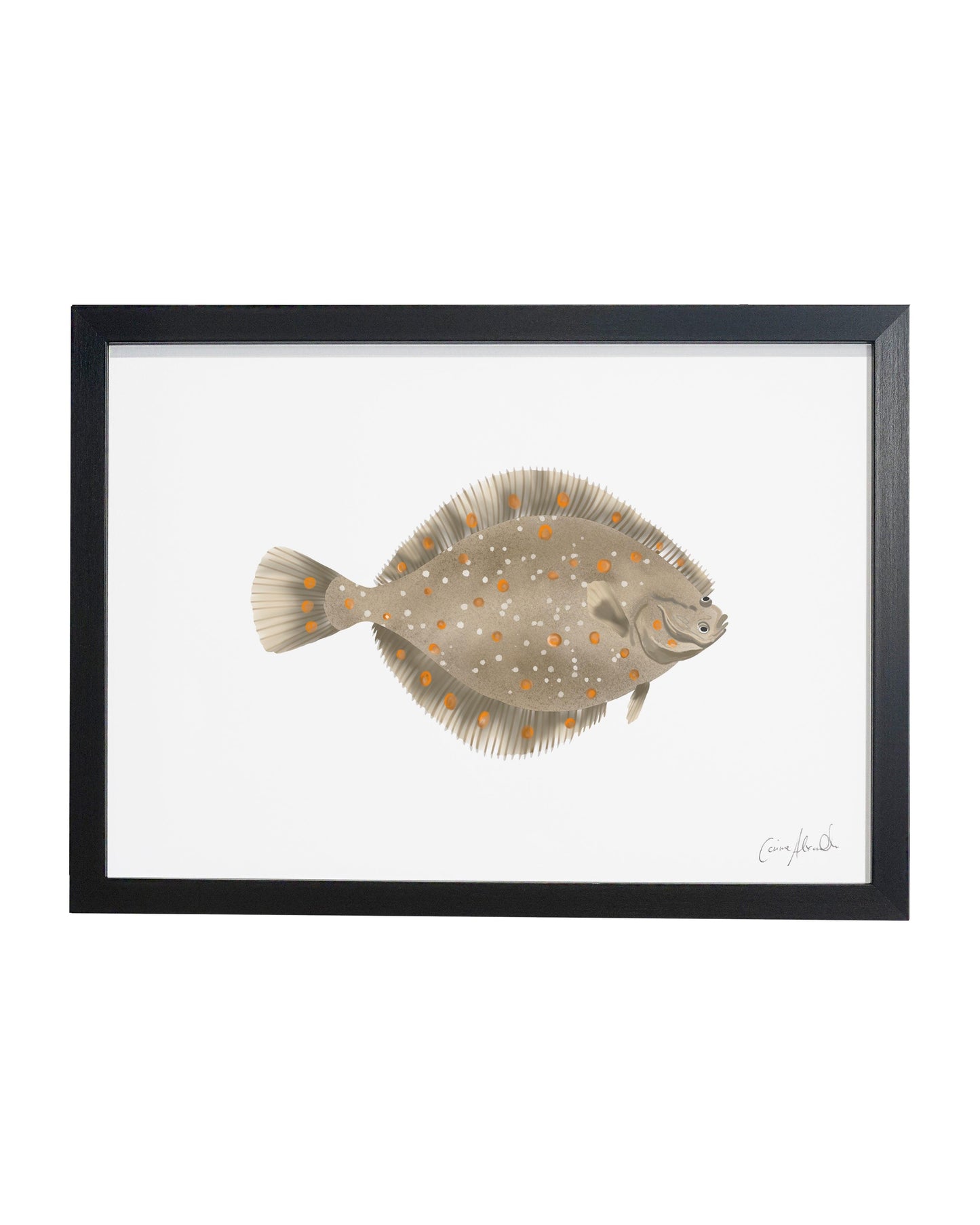 Plaice | Large Scale Print | A3