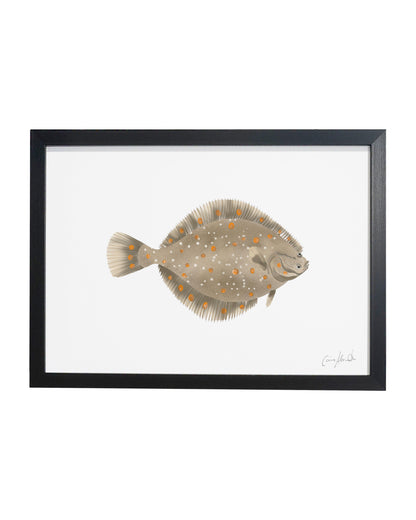 Plaice | Large Scale Print | A3