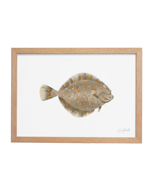 Plaice | Large Scale Print | A3