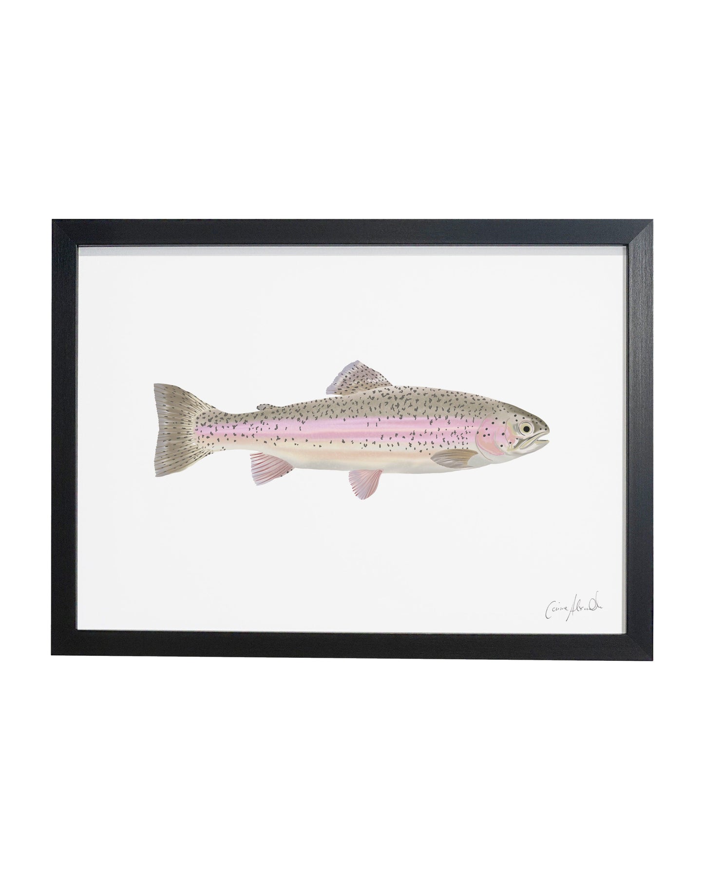 Rainbow Trout | Large Scale Print | A3