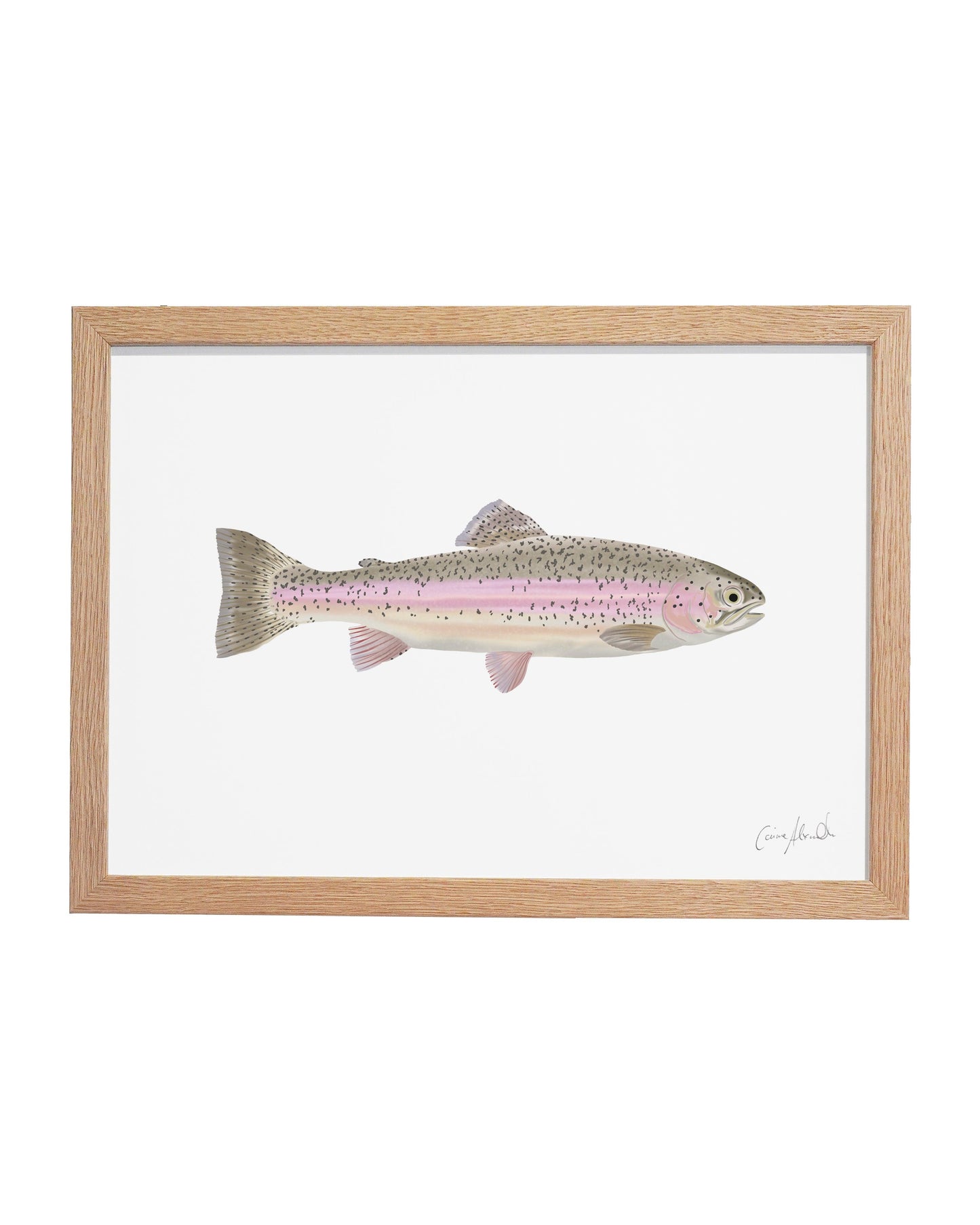 Rainbow Trout | Large Scale Print | A3