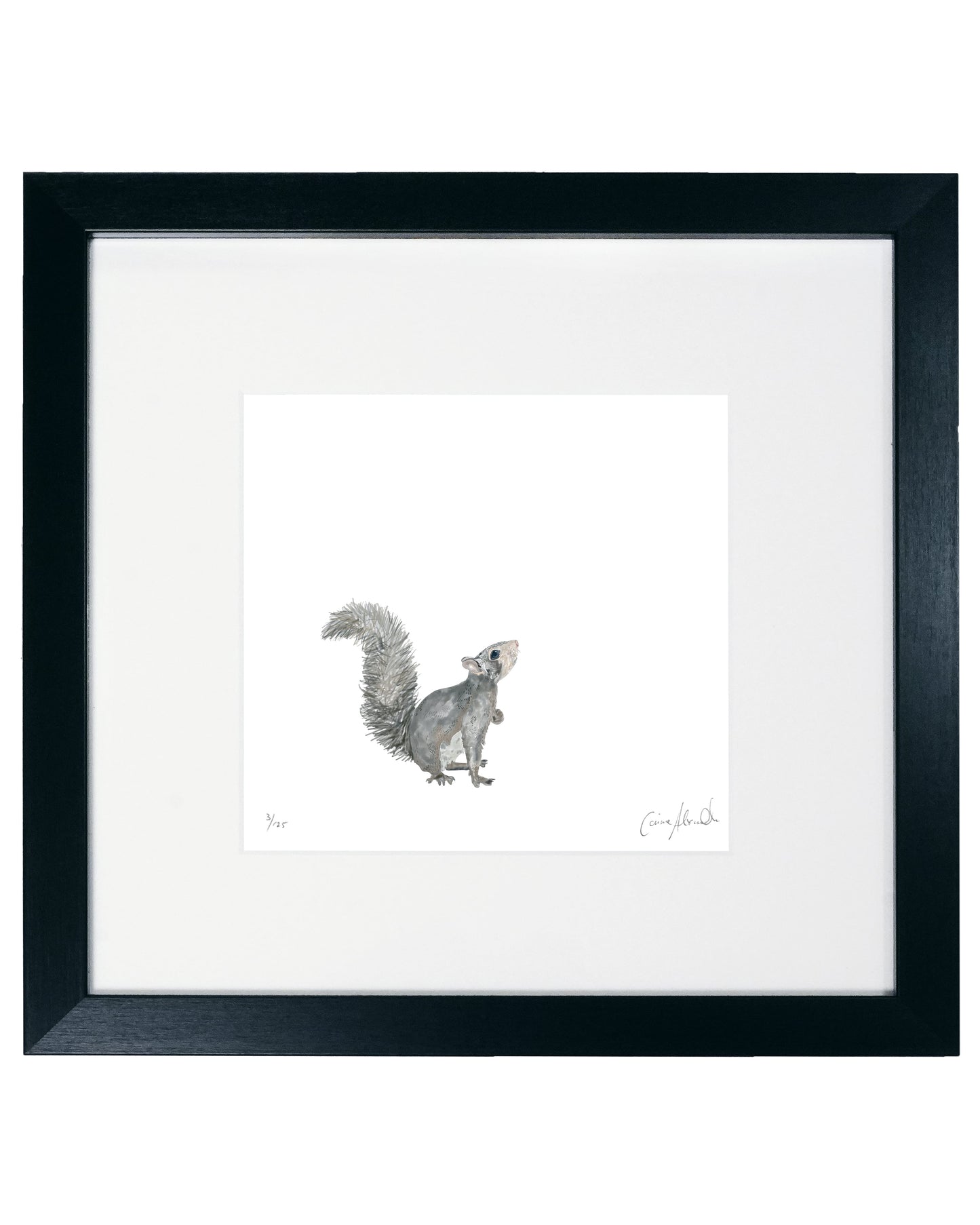 Squirrel Print